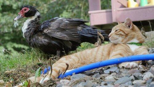Duck, Duck, Cat! Duck, Duck, Cat!