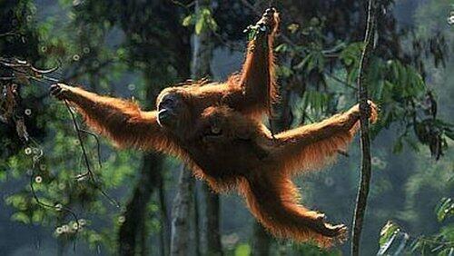 Orangutans, The High Society Orangutans, The High Society