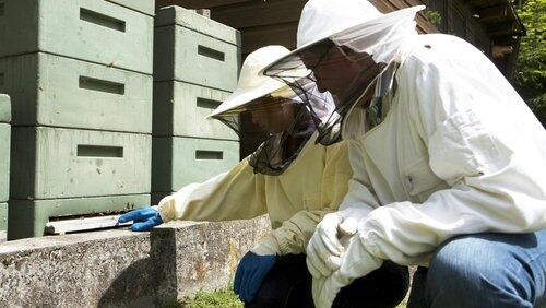 Imker Sepp und die Bienen Imker Sepp und die Bienen