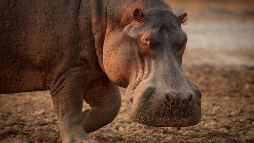Hippo King Hippo King