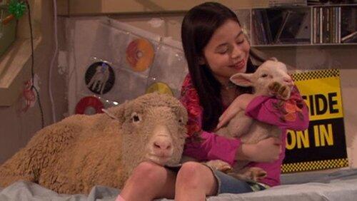Sheep Thrills Sheep Thrills