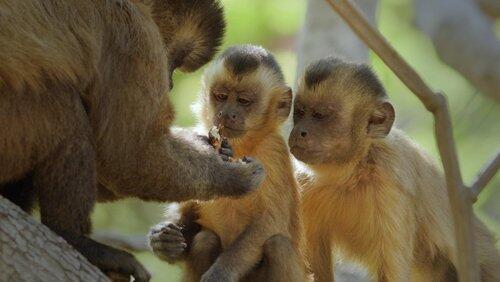 Secrets of Survival | Primates Secrets of Survival | Primates