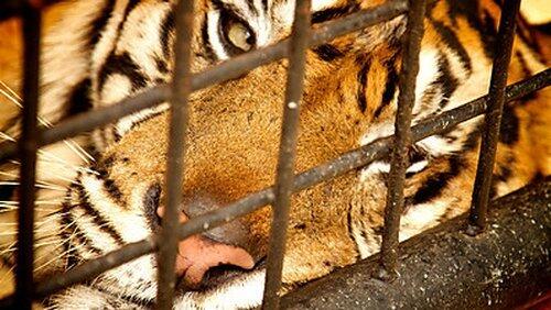 Tiger Island Tiger Island