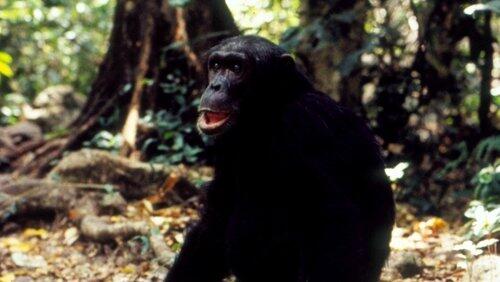 Jane Goodall's Wild Chimpanzees Jane Goodall's Wild Chimpanzees