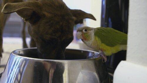 Puppy Want a Parrot? Puppy Want a Parrot?