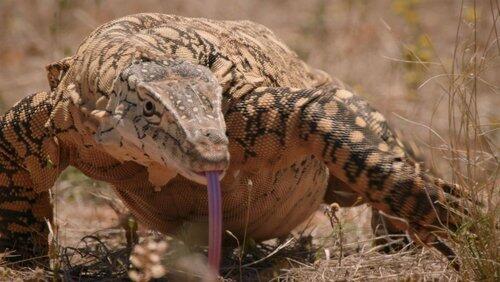 Outback Terrors Outback Terrors