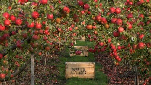Apples and Cider Apples and Cider