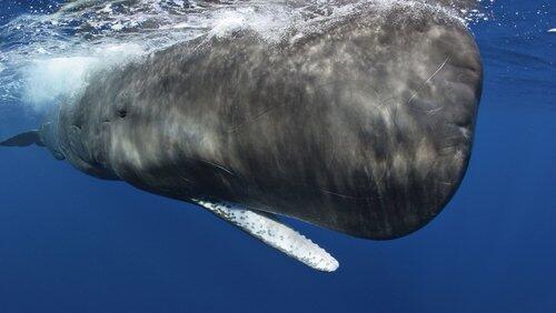Ocean Giants: Part One - Giant Lives Ocean Giants: Part One - Giant Lives