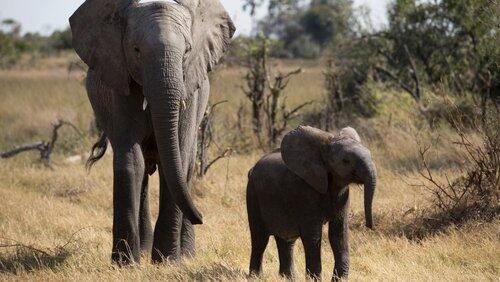 Naledi: One Little Elephant Naledi: One Little Elephant