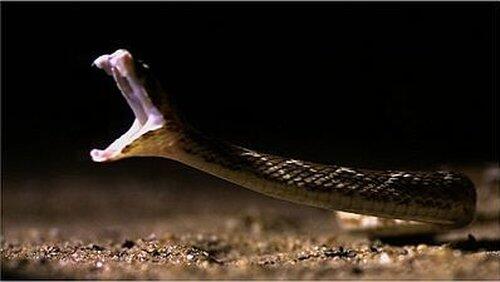 Deadly Vipers Deadly Vipers