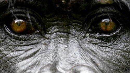 The Gorilla King The Gorilla King