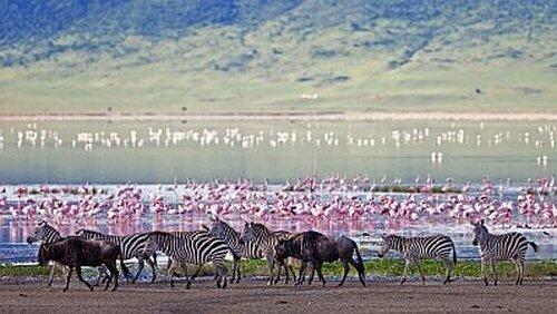 The Crater: Africa's Predator Paradise The Crater: Africa's Predator Paradise