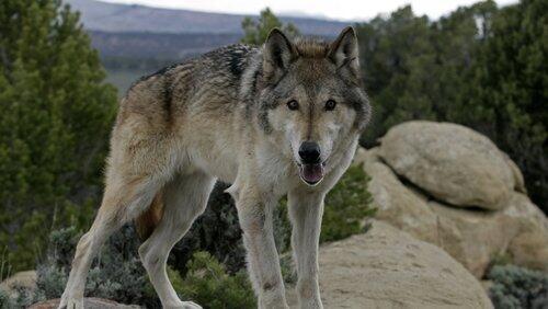 The Wolf That Changed America The Wolf That Changed America
