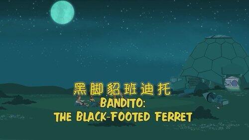 Bandito: The Black-Footed Ferret Bandito: The Black-Footed Ferret