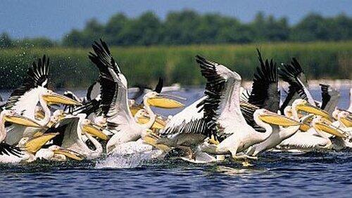 Danube Delta - Europe Untamed Danube Delta - Europe Untamed