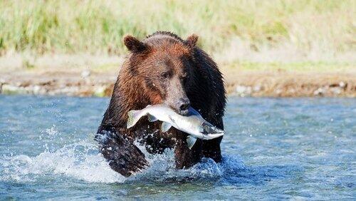 Grizzlies of Alaska Grizzlies of Alaska