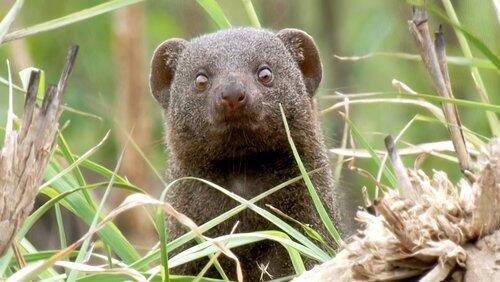 Sensational Animal Senses Sensational Animal Senses