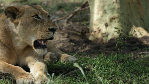 Lion Mystery Lion Mystery