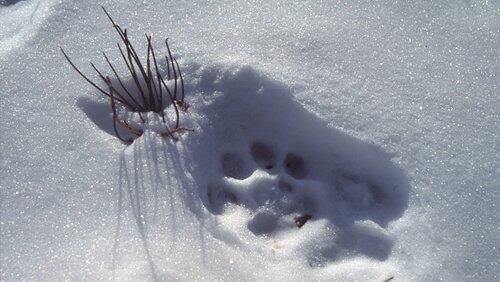 Silent Roar: Searching for the Snow Leopard Silent Roar: Searching for the Snow Leopard