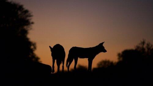 Dogs In The Land Of Lions