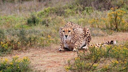 Serengeti Stories Serengeti Stories