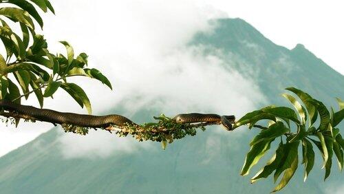 Snakes Snakes