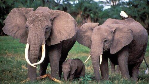 Echo: An Elephant to Remember Echo: An Elephant to Remember