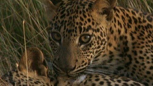 Leopard Hunters Leopard Hunters