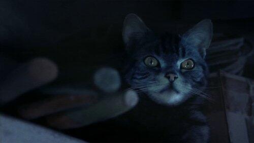 Die Katze Die Katze