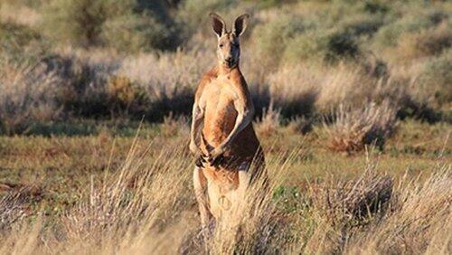 Desert of the Red Kangaroo Desert of the Red Kangaroo
