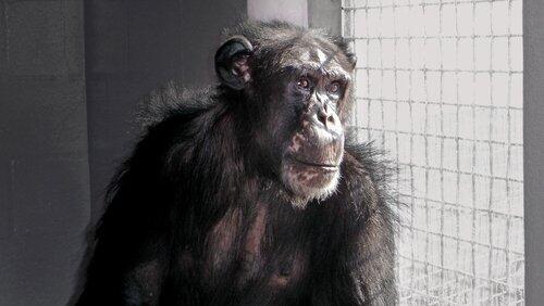 Chimpanzees: An Unnatural History Chimpanzees: An Unnatural History