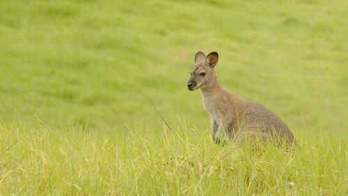 Australia Australia
