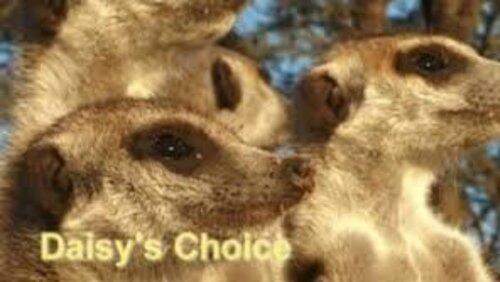 Daisy's Choice Daisy's Choice