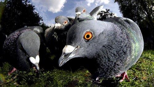 Unnatural History of London Unnatural History of London