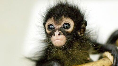 Jungle Animal Hospital Jungle Animal Hospital