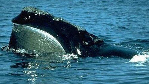 Riddle of the Right Whale Riddle of the Right Whale