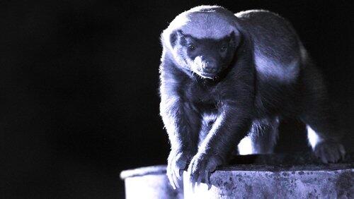 Honey Badgers: Masters of Mayhem Honey Badgers: Masters of Mayhem