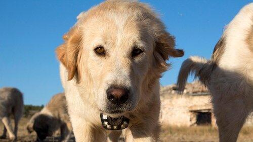 Animals with Cameras: Part 3 Animals with Cameras: Part 3