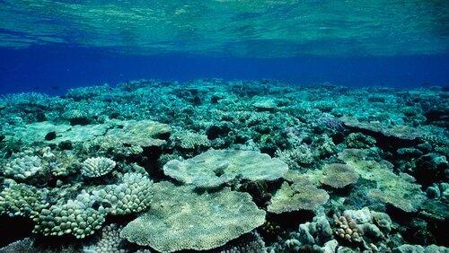 Great Barrier Reef Great Barrier Reef