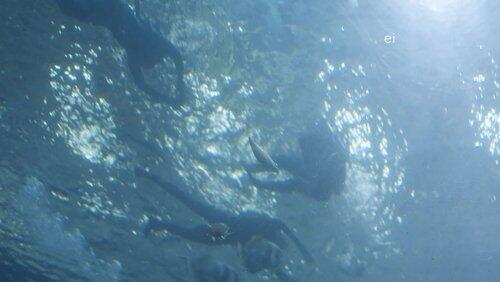 Swimming With Whale Sharks Swimming With Whale Sharks