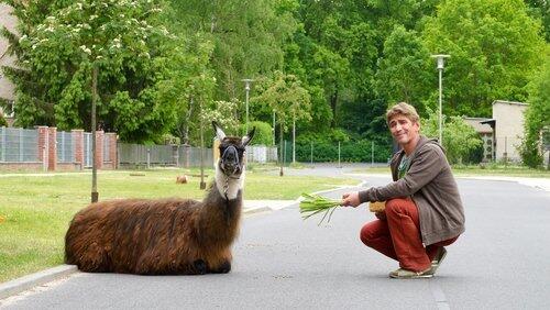 Lama - Eine folgenreiche Verwechslung Lama - Eine folgenreiche Verwechslung