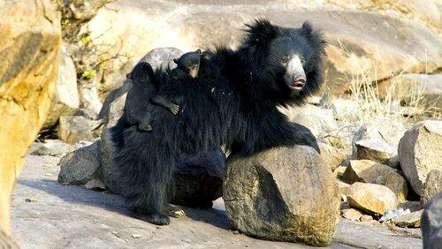 The Real Jungle Book Bear The Real Jungle Book Bear