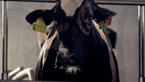 Milk Milk
