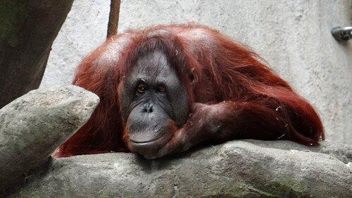 Orangutans: Just Hangin' On Orangutans: Just Hangin' On
