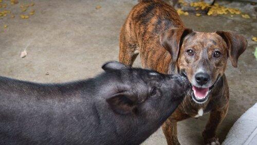 A Pig and His Pooch A Pig and His Pooch