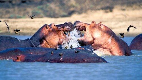 Zambezi Zambezi