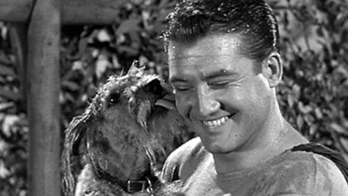 The Dog Who Knew Superman The Dog Who Knew Superman