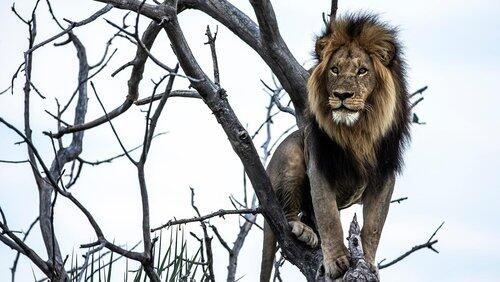 Okavango: River of Dreams - Episode 2: Limbo Okavango: River of Dreams - Episode 2: Limbo