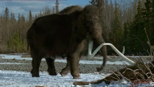 A Mammoth Undertaking A Mammoth Undertaking