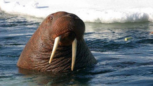 Toothwalkers: Giants of the Arctic Ice Toothwalkers: Giants of the Arctic Ice